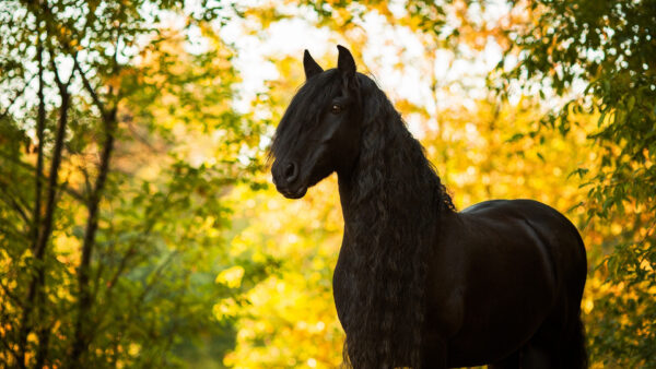 Wallpaper With, Horse, Long, Desktop, Black, Hair