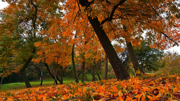 Wallpaper From, Desktop, Leaves, Orange, Fallen, Dry, Ground, Forest, Trees, Nature