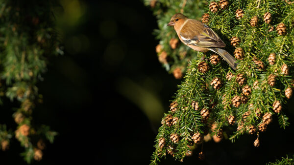 Wallpaper Mobile, With, Pine, Tree, Passerine, Birds, Cone, Sitting, Desktop, Branches