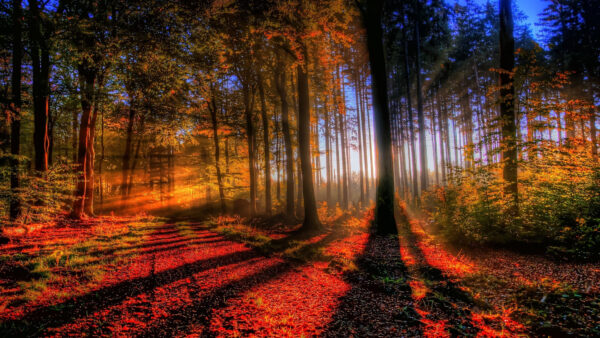 Wallpaper Trees, Red, Forest, Leafed, With, Sunbeam, Ground, Reflection, Nature, Autumn