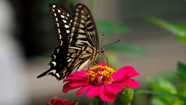 Wallpaper Blur, Flower, Filament, Background, Desktop, Black, Color, Sandal, Butterfly