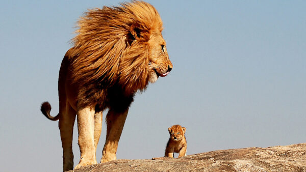 Wallpaper Background, Rock, Standing, And, Lion, Blue, Desktop, With, Cub, Sky