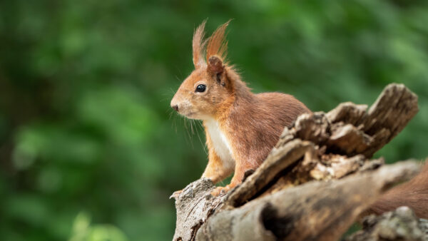 Wallpaper With, Desktop, Mobile, Squirrel, Brown, Sitting, Background, Blur