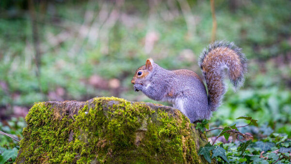 Wallpaper Trunk, Squirrel, Background, Eating, Tree, Algae, Standing, Blur, Nuts, Bokeh, Covered, Green