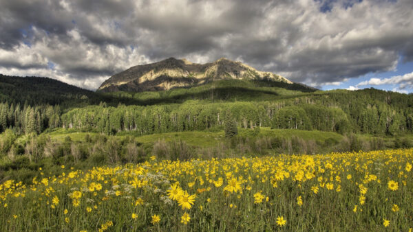 Wallpaper Meadow, Yellow, Sky, Mountain, Under, Background, Flowers, White, Cloudy