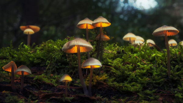 Wallpaper Background, Multiple, Desktop, Mobile, Bokeh, Plants, Mushroom, Green, Dark, Glare, Mushrooms