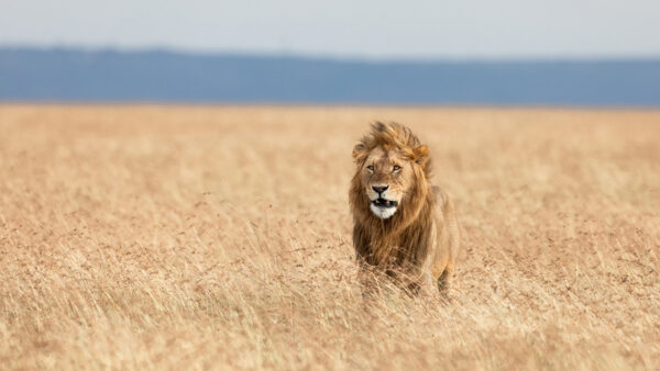 Wallpaper Wildlife, Lion, Desktop, Predator