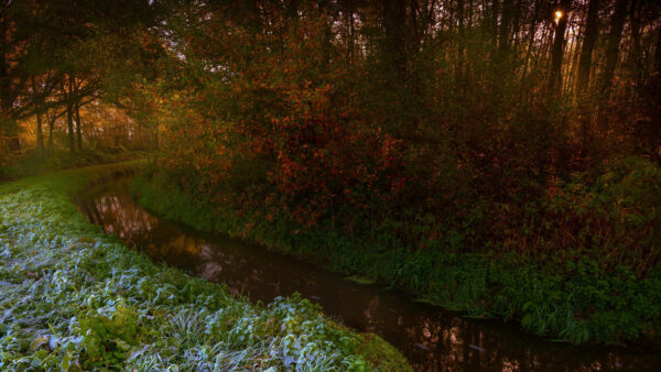 Wallpaper Nature, Desktop, Between, Stream, And, Water, Green, Trees, Plants, Mobile