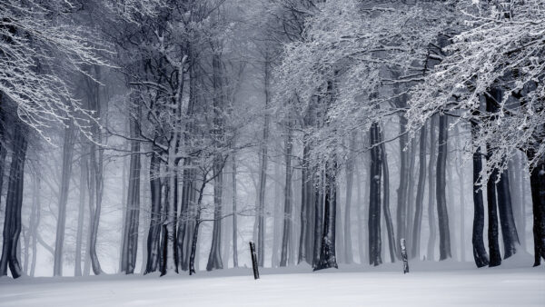 Wallpaper And, Forest, Covered, White, The, Snow, Nature, Black, Desktop, Trees, Photo