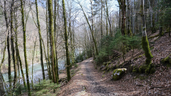 Wallpaper Trees, Landscape, Path, Forest, River, Between, View, Green, With, Mobile, Desktop, Nature, Covered