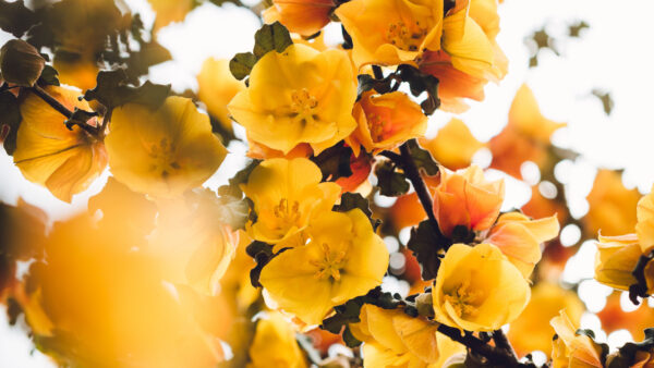 Wallpaper Mobile, Branch, Desktop, Flowers, Plants, Yellow