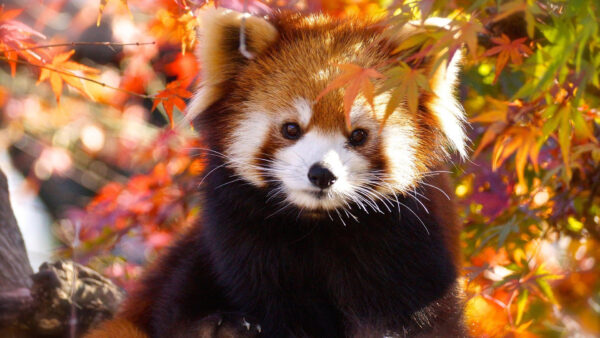 Wallpaper Black, Panda, Bokeh, Red, Background, Desktop, Brown, Leaves, Colorful