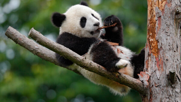 Wallpaper Branch, Green, Sitting, Panda, White, Background, Desktop, Bokeh, Black, Tree