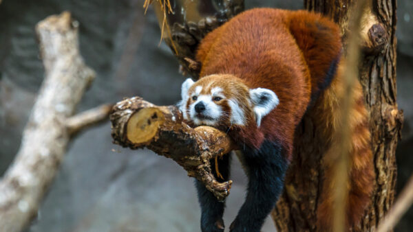 Wallpaper Red, Panda, Tree, Down, Branch, Lying