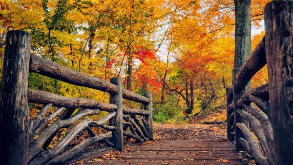 Wallpaper Mobile, Forest, Bridge, Green, Trees, Red, Desktop, Fall, Autumn, Wood, Yellow, Background