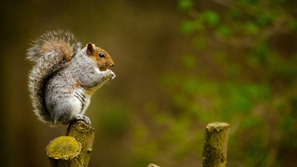 Wallpaper Trunk, Standing, Photography, Tree, Squirrel