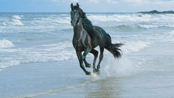 Wallpaper Desktop, Horse, Running, Seashore, Black