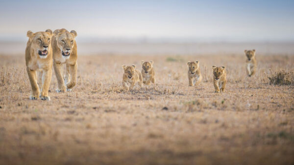 Wallpaper And, Desktop, Lion, Walking, Cub, Lions