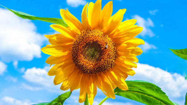 Wallpaper White, Background, Blue, Leaves, Sunflower, Green, Plant, Clouds, Yellow, Sky