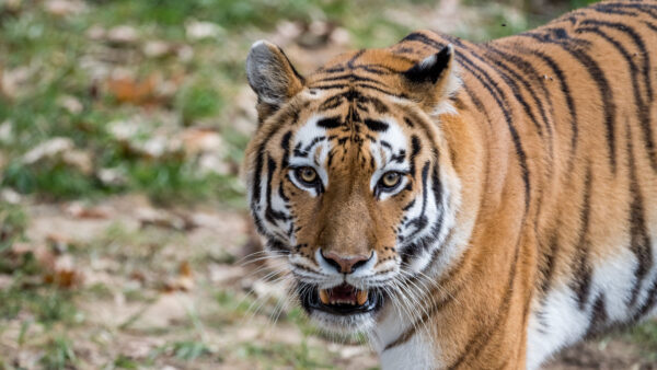 Wallpaper Blur, Angry, Closeup, Background, Face, View, Tiger