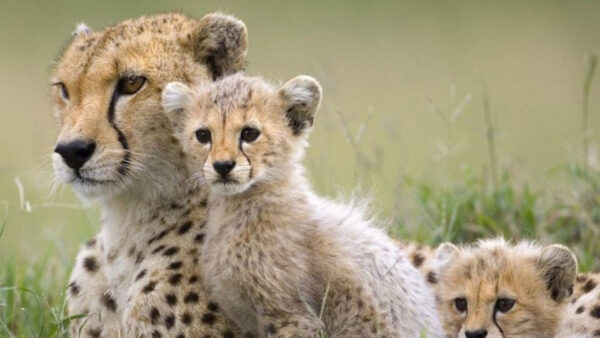 Wallpaper Are, Blur, Sitting, Background, Cheetah, Green, Cub