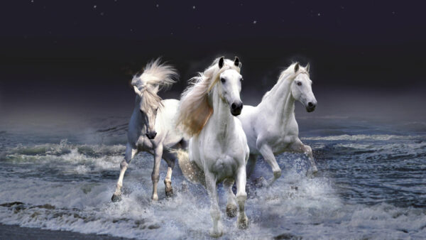 Wallpaper Black, Sky, Horse, White, Seashore, Desktop, With, Background, Stars, Horses