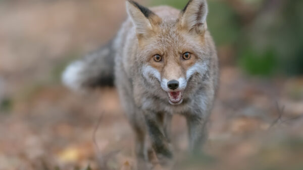 Wallpaper Stare, Animals, Fox, Desktop