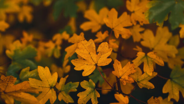 Wallpaper Yellow, Desktop, Leaves, Autumn, Nature, Mobile
