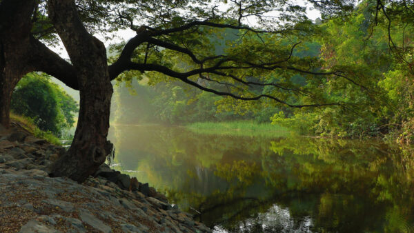 Wallpaper River, Desktop, Mobile, Leaves, Branches, Above, Nature, Green, Trees, Water, Reflection