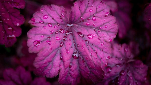 Wallpaper Drops, Purple, Desktop, Water, Heuchera, With, Beautiful