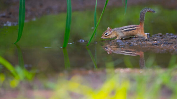 Wallpaper Standing, Squirrel, Desktop, Water, Near