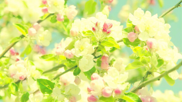 Wallpaper Background, Flowers, Branches, With, Desktop, Blossom, Spring, Leaves