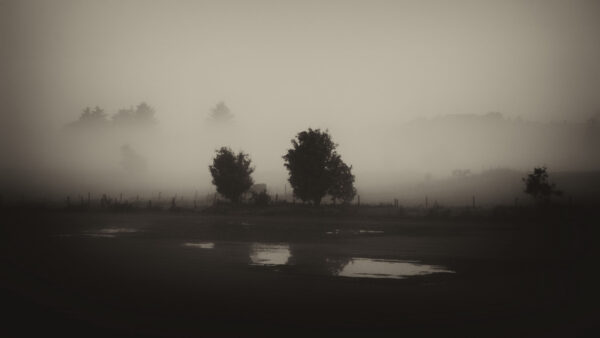 Wallpaper Desktop, Mobile, Nature, Trees, Field, Fog, Forest