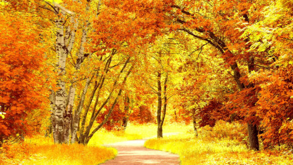 Wallpaper Trees, Plants, Leafed, Scenery, Path, Sand, Yellow, Forest, Orange