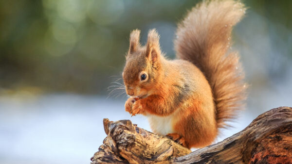 Wallpaper Fur, White, Background, Standing, Tree, Trunk, Brown, Blur, Squirrel