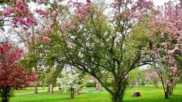 Wallpaper Nature, Field, Garden, Grass, Branches, Bushes, Tree, Flowers, Blossom, Pink, White