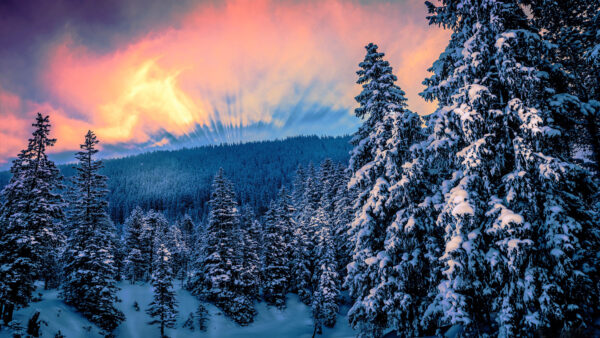 Wallpaper Black, Sky, Forest, Yellow, Nature, Clouds, Trees, Field, Snow, Covered, Under