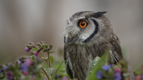 Wallpaper White, Orange, Black, Owl, Eyes