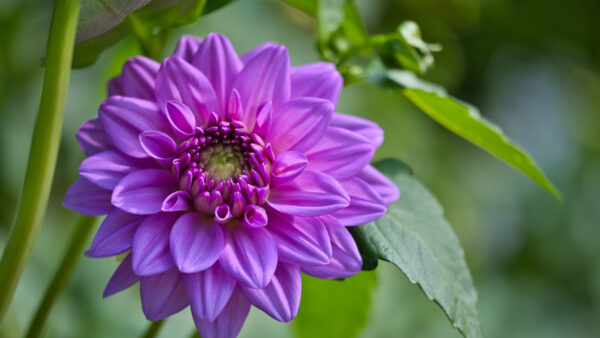 Wallpaper Leaves, Green, Petals, Flowers, Background, Purple, Blur, Flower