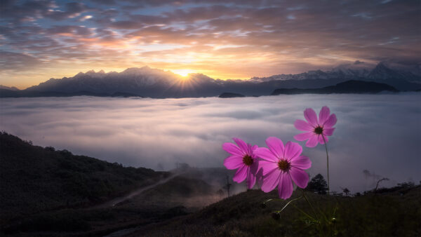 Wallpaper Foggy, Sunrise, Sea, During, Pink, Flowers, Clouds