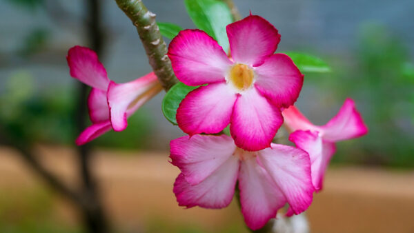 Wallpaper Pink, Obesum, Blur, White, Adenium, Flowers, Background, Leaves, Green