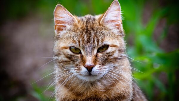 Wallpaper With, Look, Stare, White, Background, Light, Blur, Brown, Cat