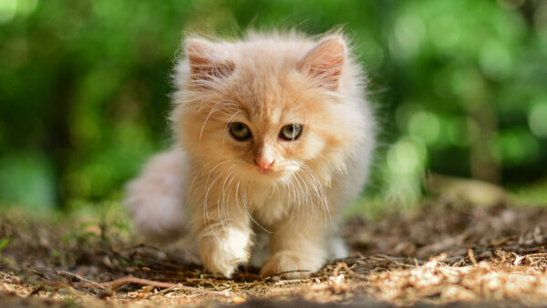 Wallpaper Bokeh, Cat, Light, White, Sitting, Background, Blur, Green, Brown, Kitten