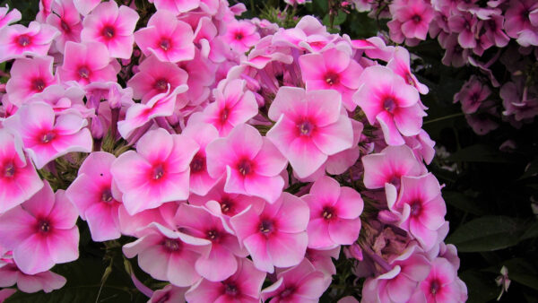Wallpaper Flowers, Background, Beautiful, Plants, Dark, Phlox, Pink