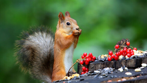 Wallpaper Eating, Brown, Fur, And, Green, Squirrel, Black, Standing, Background, Nuts, Plums