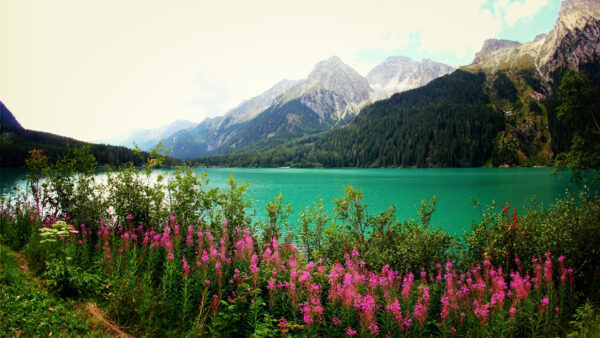 Wallpaper Scenery, Capped, Snow, Plants, Flowers, Pink, River, Greenery, Mountains