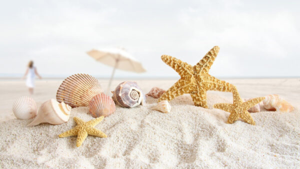 Wallpaper Stardew, Shells, Beach, Oyster, Crab, Sand, Seashells, White