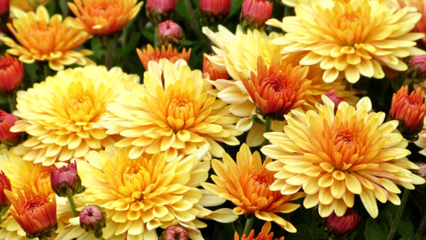 Wallpaper View, Flowers, Closeup, Chrysanthemum, Yellow