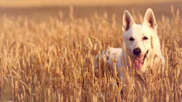 Wallpaper Wheat, With, White, Out, Tongue, Standing, Field, Dog
