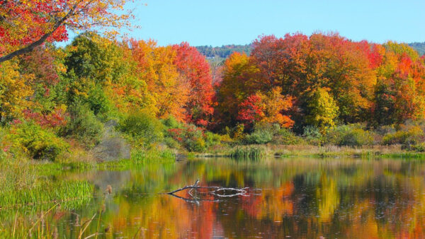 Wallpaper Reflection, Water, Yellow, Leaves, Green, Sky, Fall, Trees, Blue, Background, Red